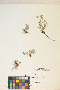 Potentilla pensylvanica var. pensylvanica image