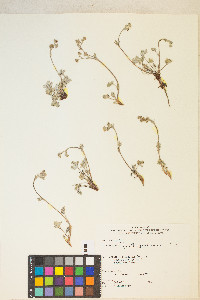 Potentilla pensylvanica image