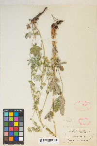 Potentilla pulcherrima image