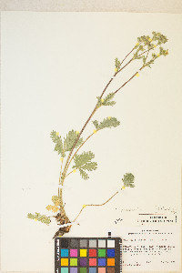 Potentilla pulcherrima image