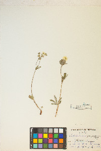 Potentilla pulcherrima image