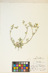 Potentilla pulcherrima image