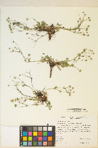 Potentilla ovina image