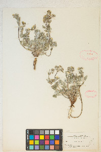 Potentilla rubricaulis image