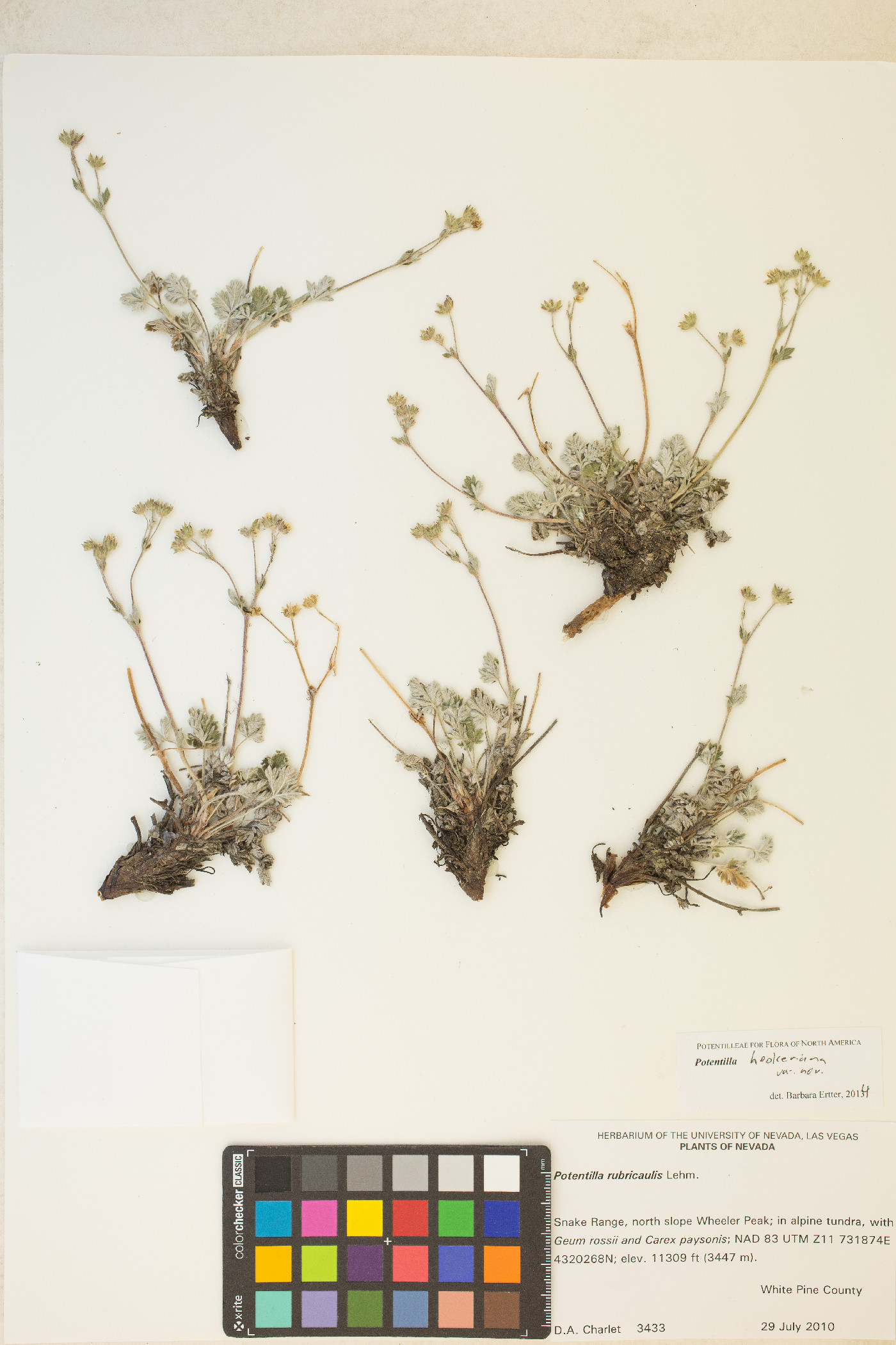 Potentilla hookeriana var. charletii image