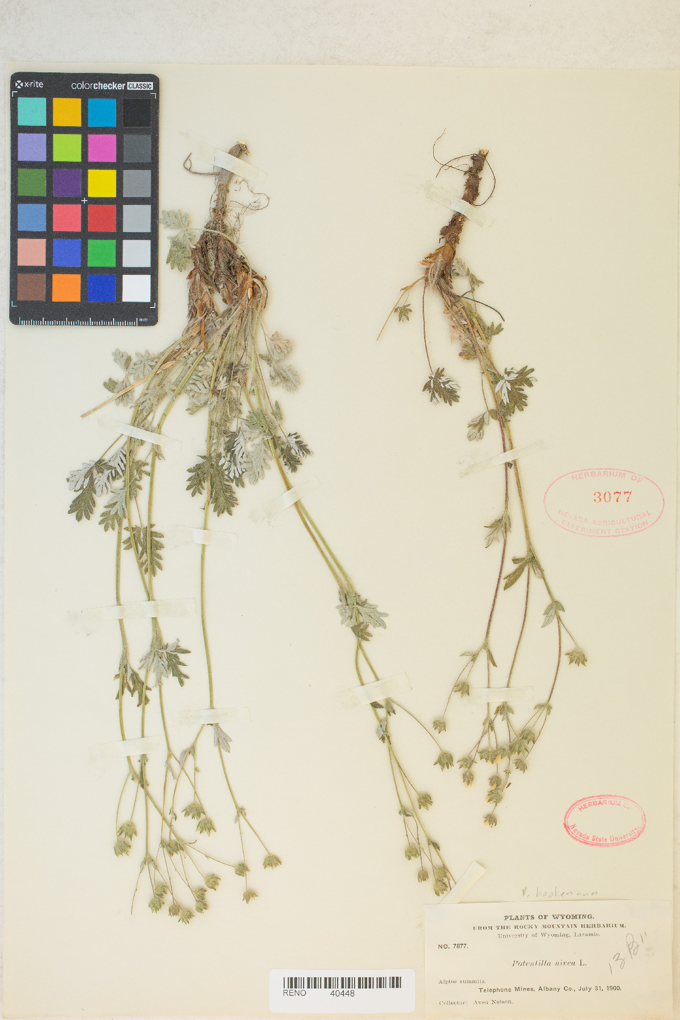 Potentilla hookeriana image