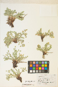 Potentilla millefolia image