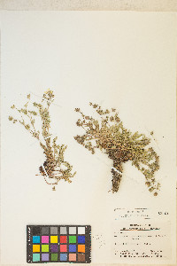 Potentilla millefolia image