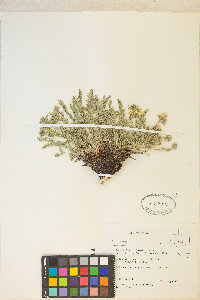 Potentilla millefolia image