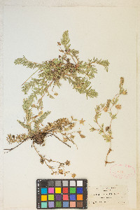 Potentilla millefolia image