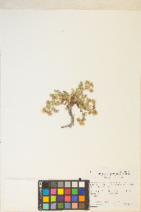 Potentilla millefolia image