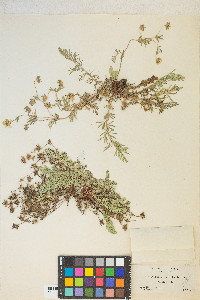 Potentilla millefolia image