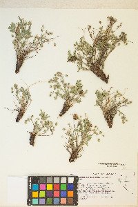 Potentilla multisecta image