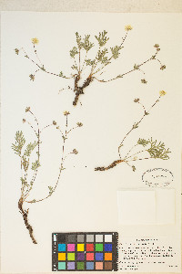 Potentilla multisecta image