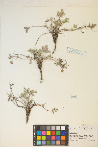 Potentilla multisecta image