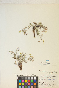 Potentilla multisecta image