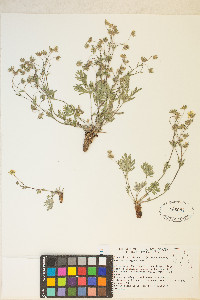 Potentilla multisecta image