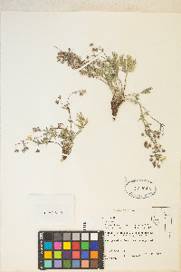 Potentilla multisecta image