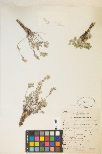 Potentilla multisecta image