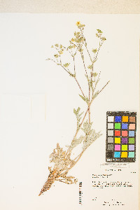 Potentilla hippiana image