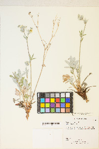 Potentilla hippiana image