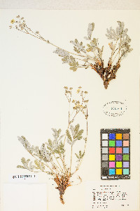 Potentilla hippiana image