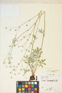 Potentilla hippiana image