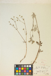 Potentilla hippiana image