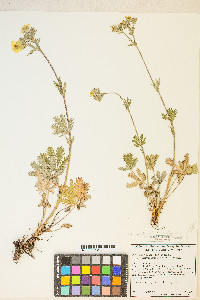 Potentilla gracilis image