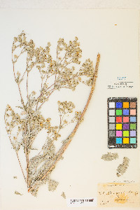 Potentilla gracilis image