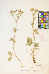 Potentilla gracilis image