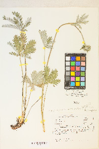 Potentilla gracilis var. fastigiata image