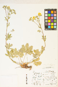 Potentilla gracilis image