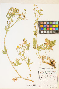 Potentilla gracilis image