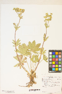 Potentilla gracilis var. fastigiata image