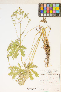 Potentilla gracilis image