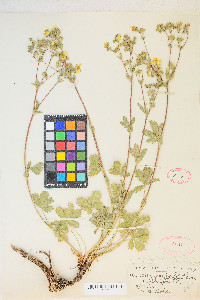 Potentilla gracilis image