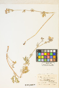 Potentilla gracilis image