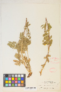 Potentilla gracilis image