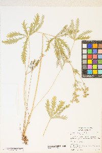 Potentilla gracilis var. gracilis image