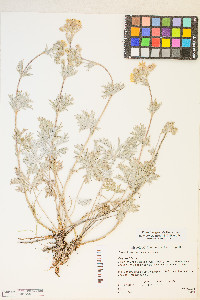 Potentilla gracilis var. owyheensis image