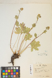 Potentilla gracilis var. fastigiata image