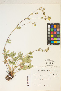 Potentilla gracilis image