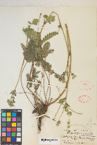 Potentilla gracilis image