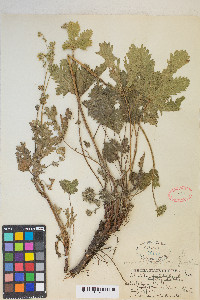 Potentilla gracilis image