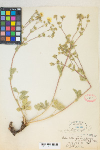 Potentilla gracilis image