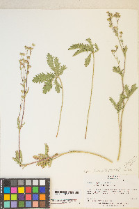 Potentilla gracilis image