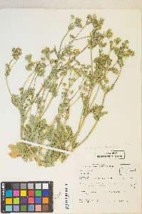 Potentilla gracilis var. fastigiata image