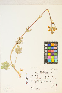 Potentilla gracilis image