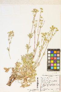 Potentilla pectinisecta image